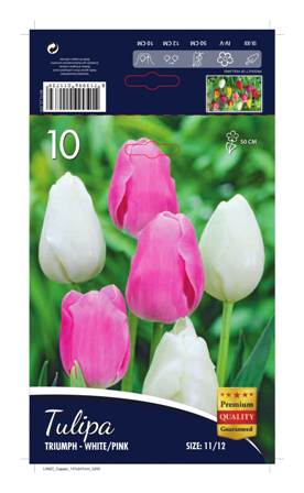 Лале Triumph white and pink 1 оп (10 луковици)